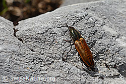 Ctenicera virens (Kammhorn-Schnellkäfer) (C193404) Ctenicera virens (Kammhorn-Schnellkäfer) (C193404)