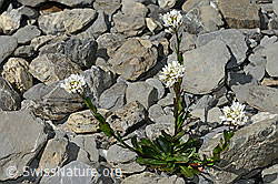 Bach-Gänsekresse (Arabis subcoriacea) (C193425)