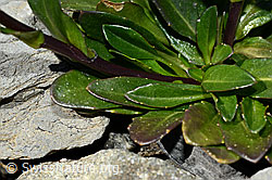 Bach-Gänsekresse (Arabis subcoriacea) (C193427)