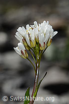Bach-Gänsekresse (Arabis subcoriacea) (C193431)