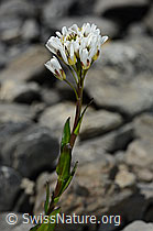 Bach-Gänsekresse (Arabis subcoriacea) (C193432)