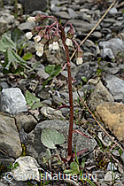 Alpen-Pestwurz (Petasites paradoxus) (C193434)
