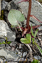 Alpen-Pestwurz (Petasites paradoxus) (C193436)