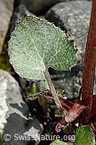 Alpen-Pestwurz (Petasites paradoxus) (C193437)