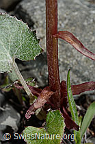 Alpen-Pestwurz (Petasites paradoxus) (C193438)