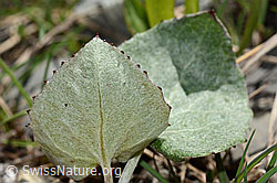 Alpen-Pestwurz (Petasites paradoxus) (C193439)