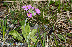 Primula farinosa (C193459)