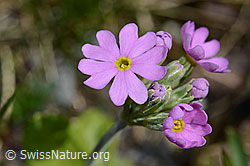 Primula farinosa (C193460)