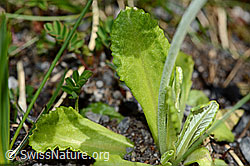 Primula farinosa (C193461)
