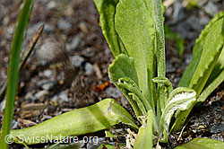 Primula farinosa (C193465)