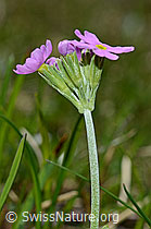 Primula farinosa (C193467)