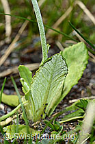 Primula farinosa (C193468)