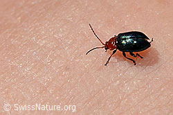Neocrepidodera basalis (Blattkäfer) (06.2021, C193498)