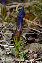 Frühlings-Enzian (Gentiana verna) (06.2021, C193528)
