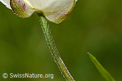 Foto: Eisenhutblättriger Hahnenfuss (Ranunculus aconitifolius)
