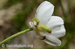 Foto: Eisenhutblättriger Hahnenfuss (Ranunculus aconitifolius)
