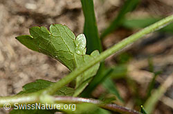 Foto: Eisenhutblättriger Hahnenfuss (Ranunculus aconitifolius)