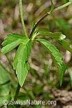 Foto: Eisenhutblättriger Hahnenfuss (Ranunculus aconitifolius)