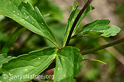 Ranunculus aconitifolius (C193581)