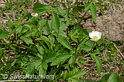 Eisenhutblättriger Hahnenfuss (Ranunculus aconitifolius) (06.2021, C193584)