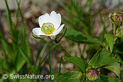 Ranunculus aconitifolius (C193585)