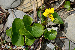 Gelbes Berg-Veilchen (Viola biflora) (06.2021, C193586)
