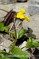 Gelbes Berg-Veilchen (Viola biflora) (06.2021, C193591)