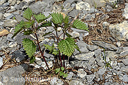 Kleine Brennnessel (Urtica urens) (06.2021, C193600)