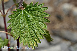 Kleine Brennnessel (Urtica urens) (06.2021, C193601)