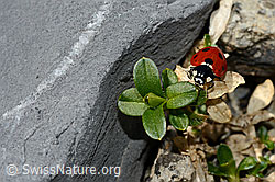 Siebenpunkt-Marienkäfer (Coccinella septempunctata) (06.2021, C193618)