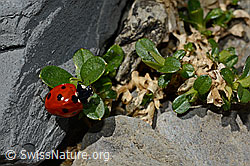 Siebenpunkt-Marienkäfer (Coccinella septempunctata) (06.2021, C193621)