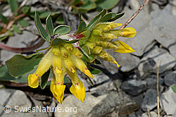 Alpen-Wundklee (Anthyllis vulneraria ssp. alpestris) (C193667) Alpen-Wundklee (Anthyllis vulneraria ssp. alpestris) (C193667)