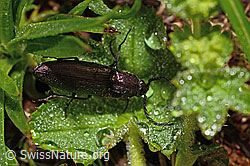 Metallglänzender Rindenschnellkäfer (Ctenicera pectinicornis) (C193874) Metallglänzender Rindenschnellkäfer (Ctenicera pectinicornis) (C193874)