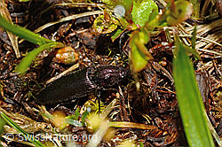 Metallglänzender Rindenschnellkäfer (Ctenicera pectinicornis) (C193875) Metallglänzender Rindenschnellkäfer (Ctenicera pectinicornis) (C193875)