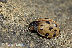 Harmonia axyridis (19.06.2021, C193898)