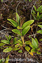Rostblättrige Alpenrose (Rhododendron ferrugineum) (C194018)