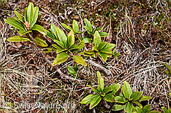 Rhododendron ferrugineum (19.06.2021, C194024)