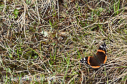Admiral (Vanessa atalanta) (C194026)