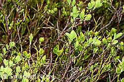 Vaccinium myrtillus (C194096)