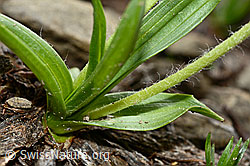 Berg-Wegerich (Plantago atrata) (C194113) Berg-Wegerich (Plantago atrata) (C194113)