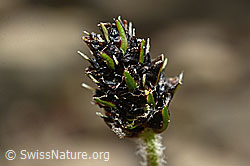Berg-Wegerich (Plantago atrata) (C194115) Berg-Wegerich (Plantago atrata) (C194115)