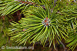 Pinus mugo (19.06.2021, C194118)