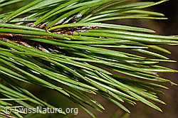 Pinus mugo (C194120)