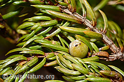 Juniperus communis subsp. saxatilis (19.06.2021, C194123)