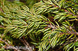 Juniperus communis subsp. saxatilis (C194126) Juniperus communis subsp. saxatilis (C194126)