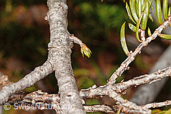 Juniperus communis subsp. saxatilis (C194127) Juniperus communis subsp. saxatilis (C194127)