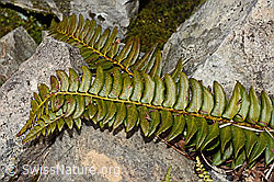 Polystichum lonchitis (19.06.2021, C194158)