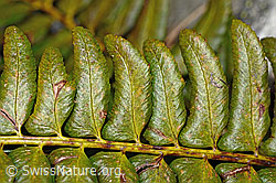 Polystichum lonchitis (C194159)