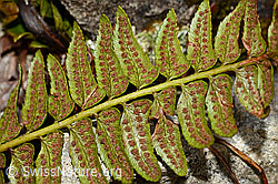 Polystichum lonchitis (19.06.2021, C194160)