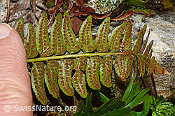 Polystichum lonchitis (C194162)